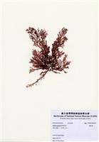 藏品(櫛齒藻)的圖片